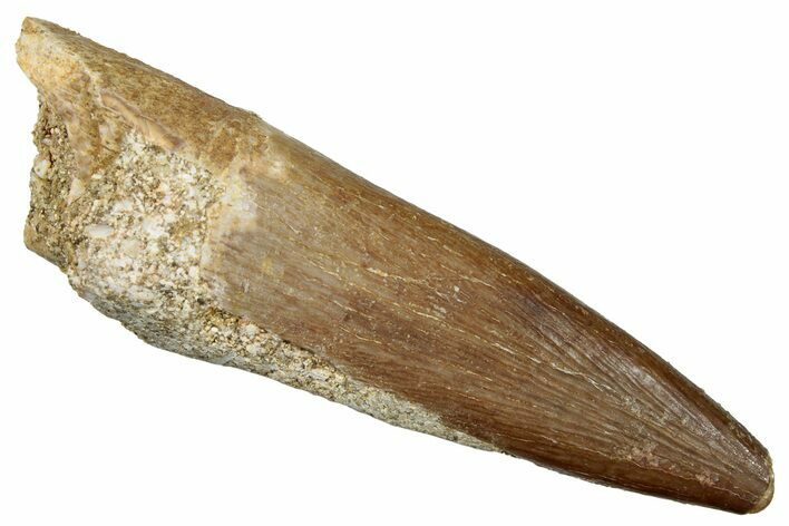 Fossil Plesiosaur (Zarafasaura) Tooth - Morocco #259165